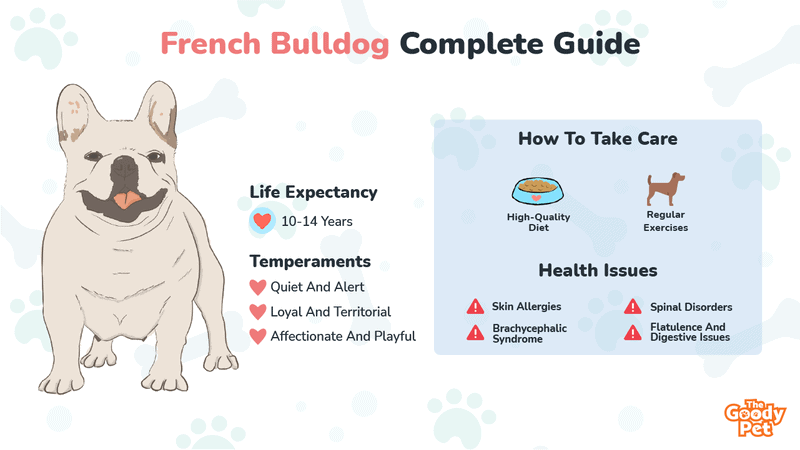 French Bulldog - Your Complete Breed Guide To The French Bully - The ...
