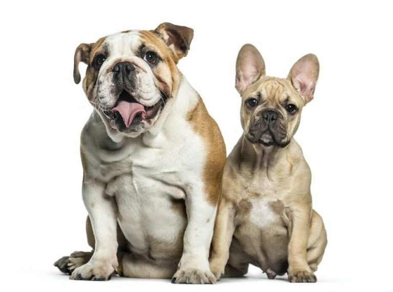 French Bulldog VS English Bulldog 11 Surprising Differences The