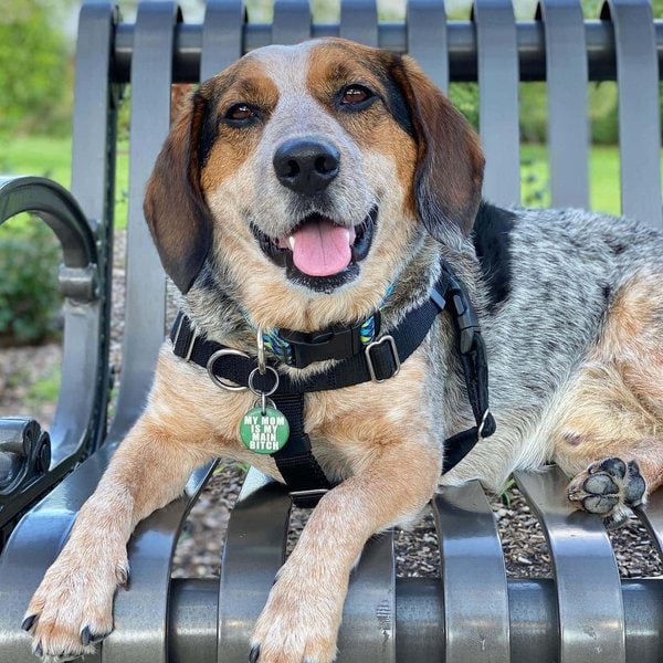 Blue Heeler Beagle Mix - Your Complete Breed Guide To The Beagle Cattle Dog