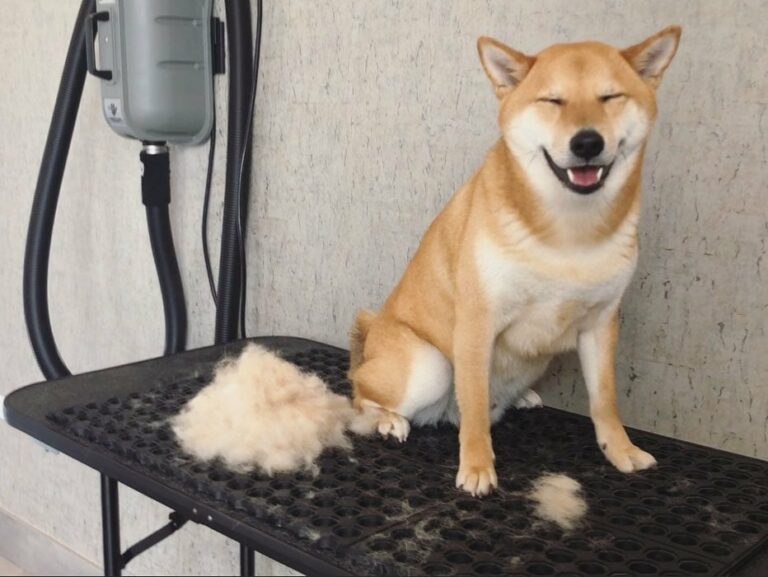 Do Shibas Shed? A Guide To Shiba Inu Shedding The Goody Pet