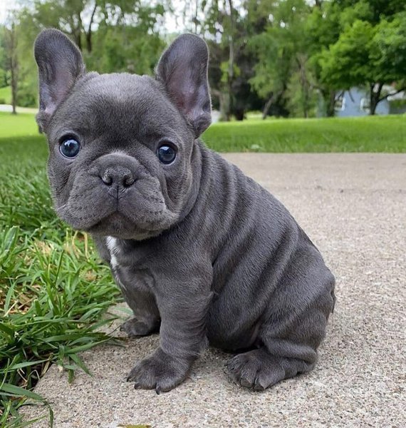 French Bulldog Lifespan And Its Common Health Issues - The Goody Pet