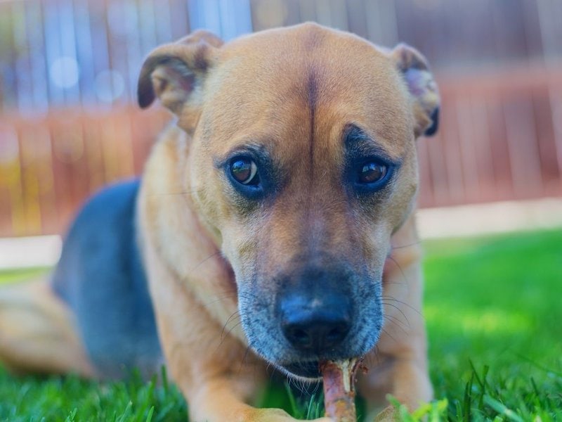 boxer german shepherd lab mix