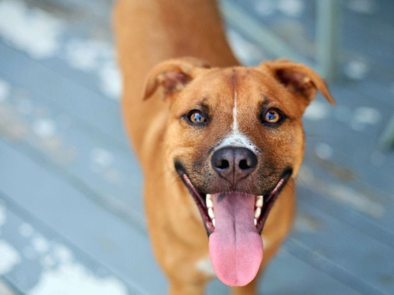 Are Pitbull German Shepherd Mixes Dangerous