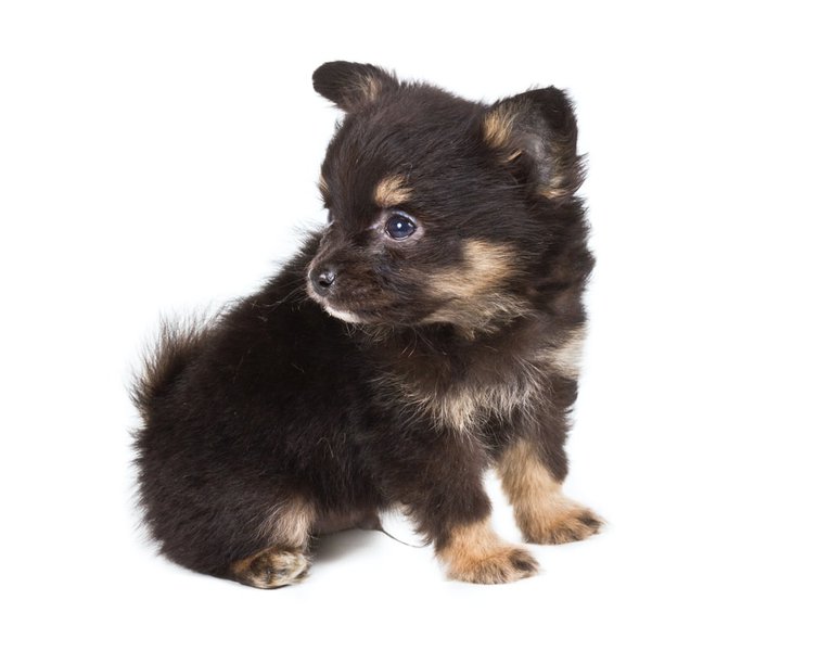 German Shepherd Pomeranian Mix Your Complete Breed Guide The Goody Pet
