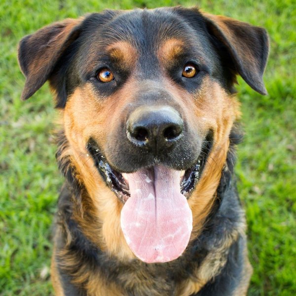 are rottweilers and german shepherds good together