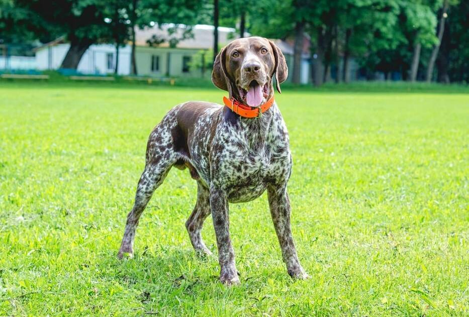 Are Gsp Good Family Dogs