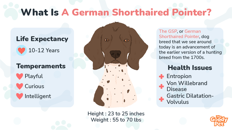 German shorthaired pointer cheap puppy feeding guide