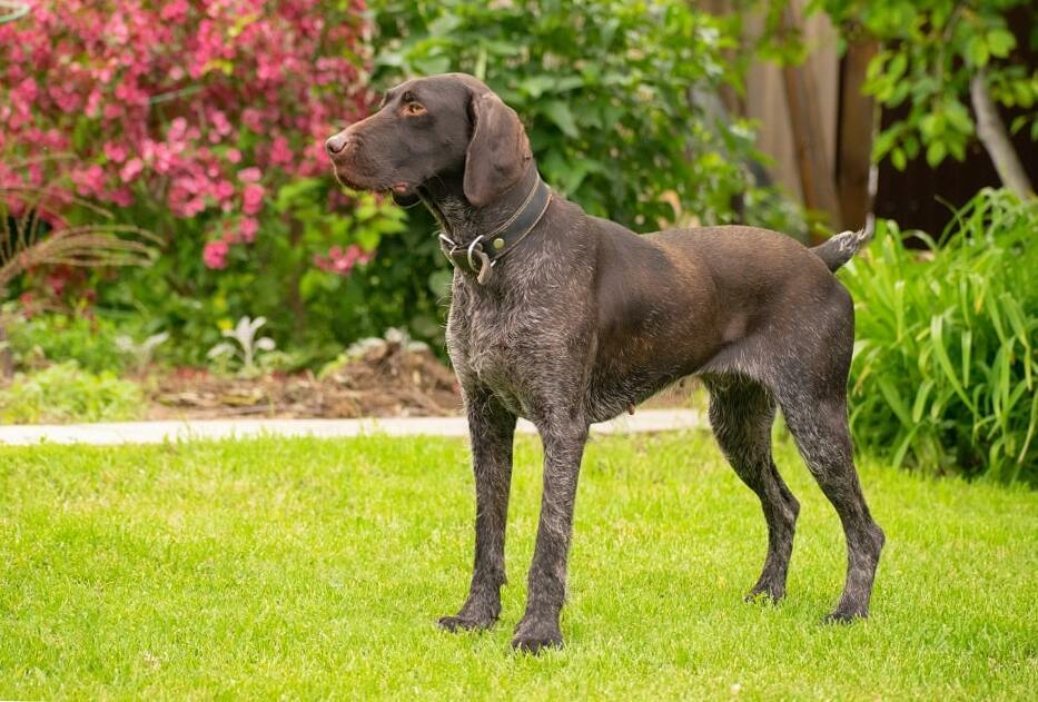 German Wirehaired Pointer Your Complete Breed Guide The Goody Pet