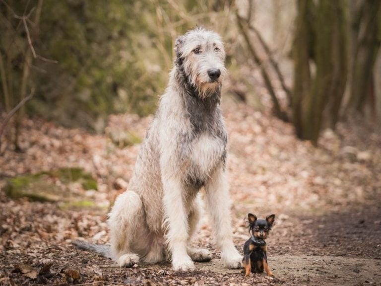 What Dogs Are Considered Giant Breeds