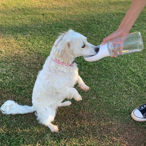 Help! My Dog Throws Up After Drinking Water Should I Be Worried