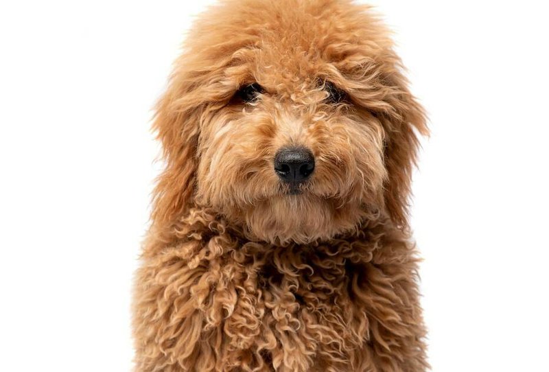 1. Goldendoodle Haircuts: Top 6 Amazing Goldendoodle Haircut Styles - wide 5
