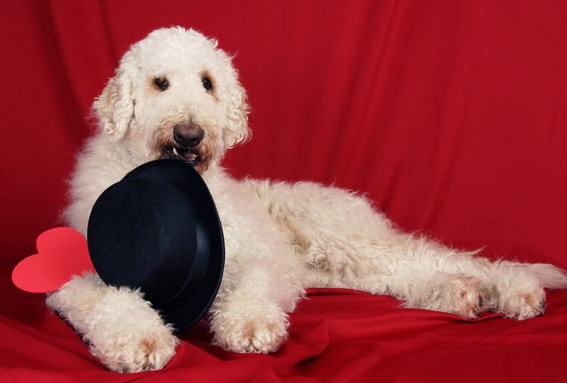 12 Goldendoodle Health Issues You Should Be Aware The Goody Pet