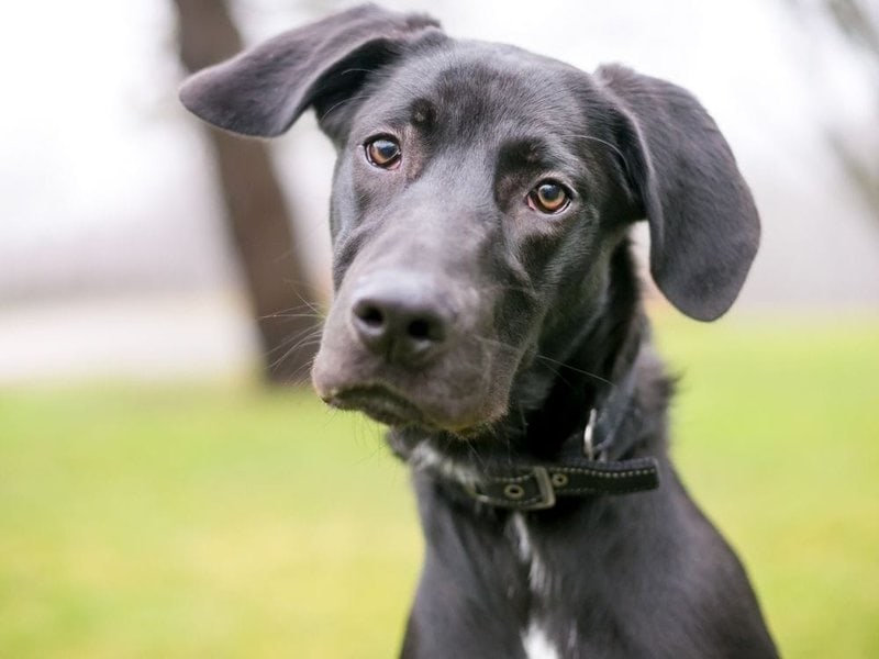 22 Great Dane Mixes That You Love Pet