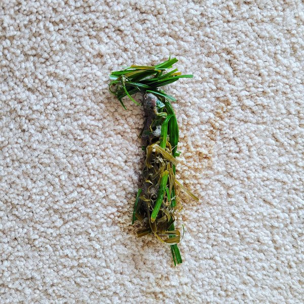 Help! My Cat Throws Up Clear Liquid What Should I Do? The Goody Pet