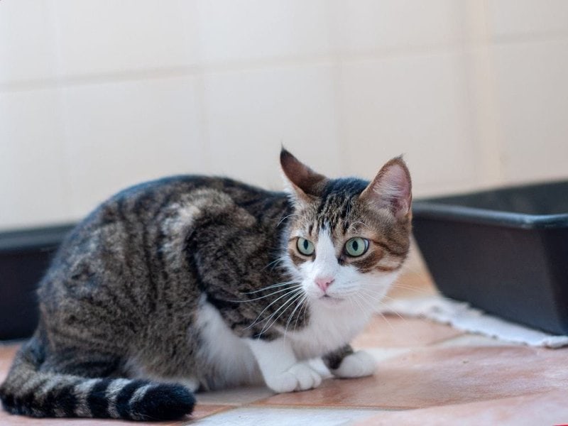 Help! My Cat Is Pooping Outside The Litter Box What Should I Do