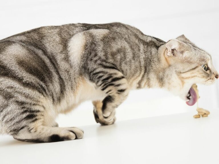 Help! My Cat Keeps Throwing Up Should I Be Worried? The Goody Pet