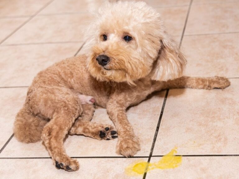 Help! My Dog Is Throwing Up Yellow Vomit What Should I Do? The