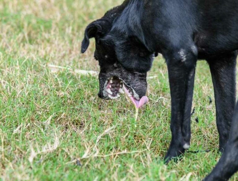 Dog Vomiting White Foam 101 Causes & What To Do The Goody Pet