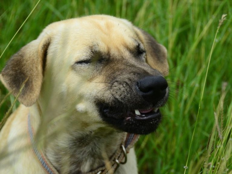Help! My Dog Keeps Sneezing What Should I Do? The Goody Pet