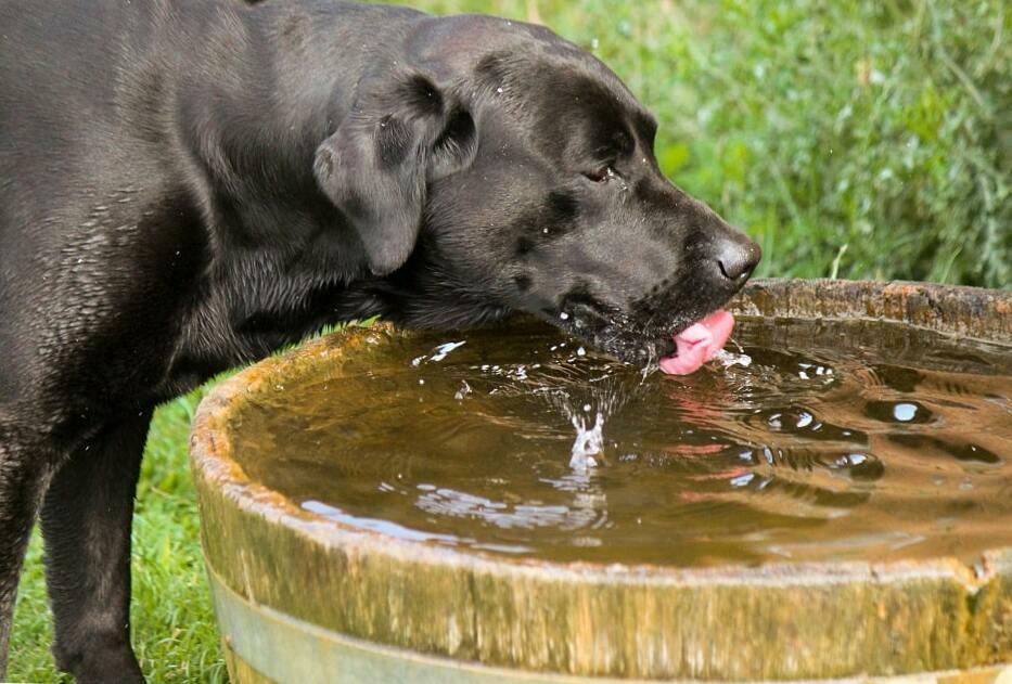 Help! My Dog Throws Up After Drinking Water - The Goody Pet