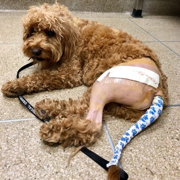 Dog Back Leg Weakness What Are The Causes And How To Help Your Dog? The Goody Pet