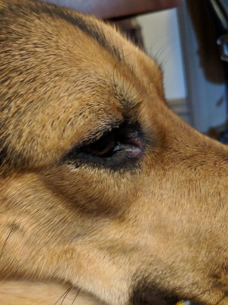 home remedies for cloudy eyes in dogs