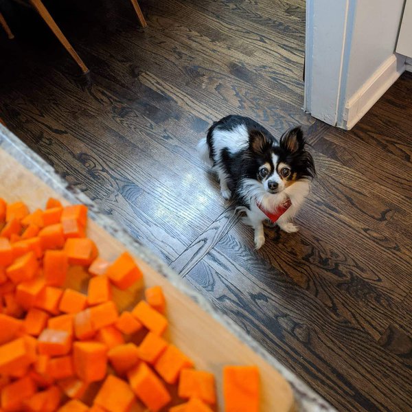 Types Of Intestinal Parasites And Worms In Dogs The Goody Pet