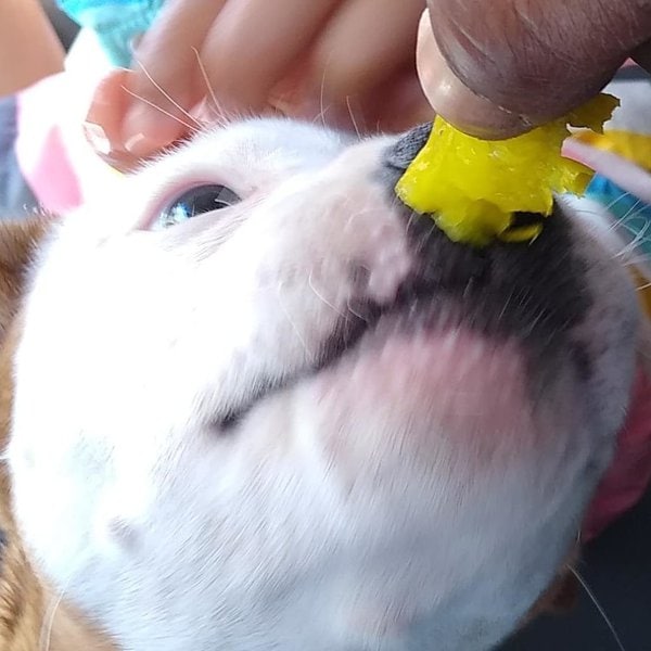 Can Dogs Eat Dill Pickles? What About Kosher Pickles? The Goody Pet