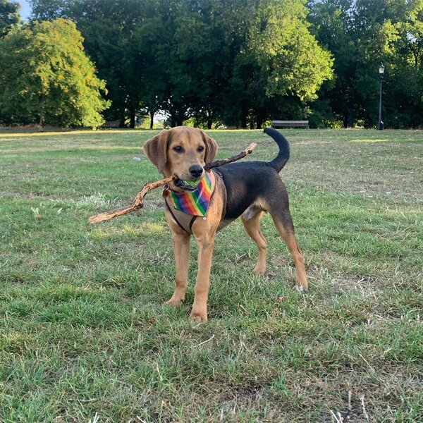 Labrador Beagle Mix Your Complete Beagador Guide The Goody Pet