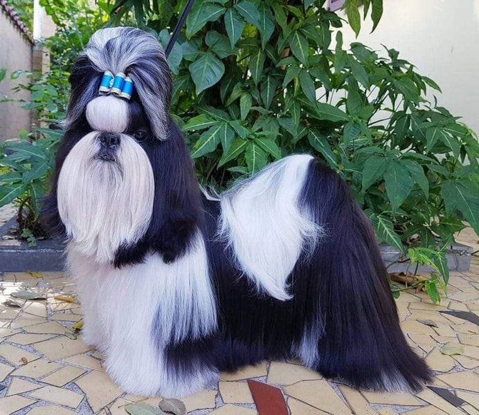 Black And White Shih Tzu Your Complete Breed Guide The Goody Pet