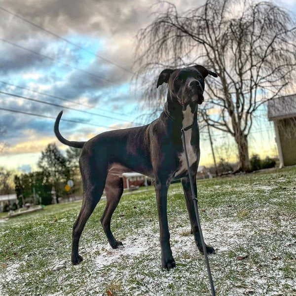 Labrador Boxer Mix Your Complete Boxador Breed Guide The Goody Pet