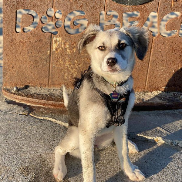 labrador-terrier-mix-your-complete-breed-guide-the-goody-pet