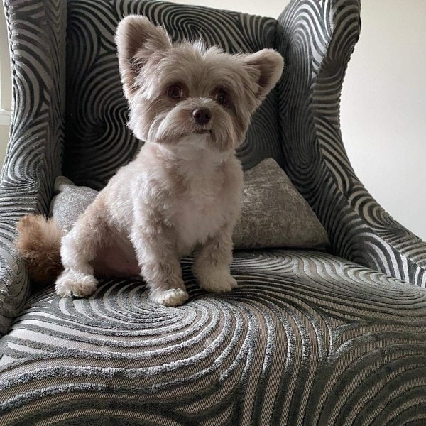 Chihuahua Yorkie Mix Your Complete Breed Guide To o The Chorkie Dog