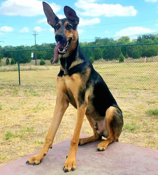 Total Dolke ukrudtsplante German Shepherd Doberman Mix - Your Complete Breed Guide - The Goody Pet