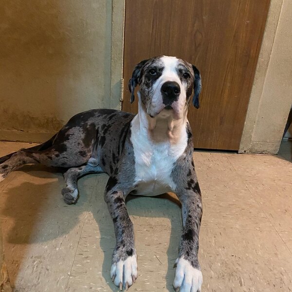 Pitbull Great Dane Mix Your Complete Pittie Mix Breed Guide The