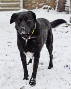 Labrador Border Collie Mix - Your Complete Borador Breed Guide - The