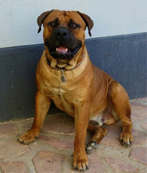 Pitbull Mastiff Mix Your Complete Breed Guide The Goody Pet