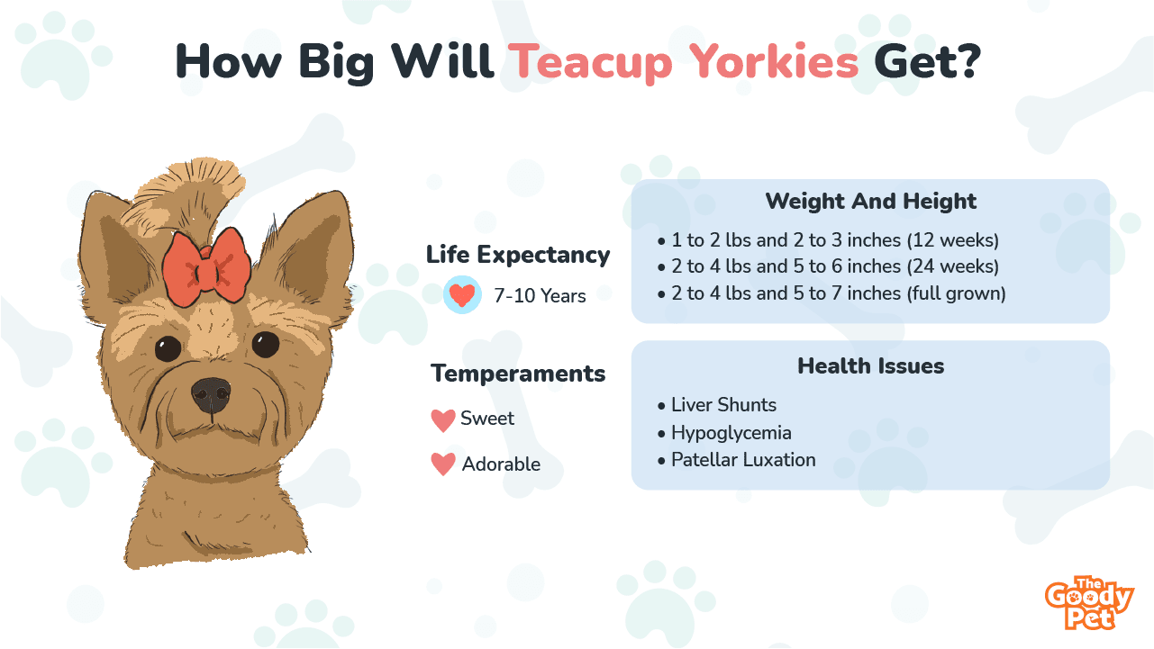 whats the difference between toy and teacup yorkies