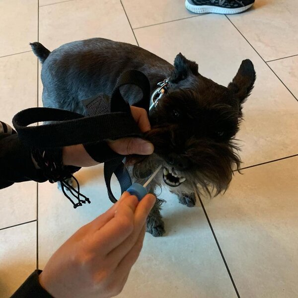 How To Determine Your Dog's Breed Purebreds VS Mixed Breeds The