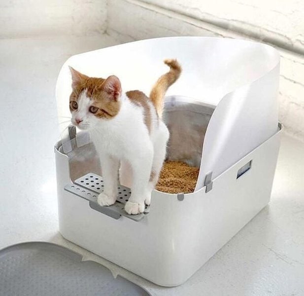 Help! My Cat Is Pooping Outside The Litter Box What Should I Do