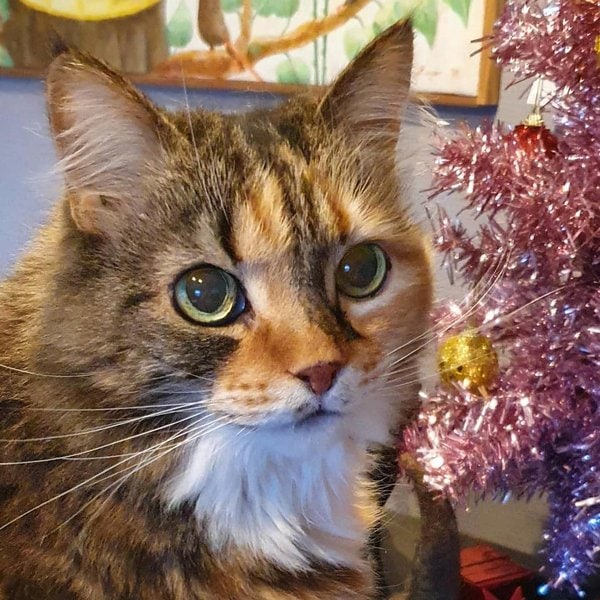 How To Determine Your Cat's Breed Purebreds VS Mixed Breeds The