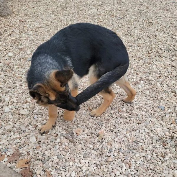 Why Do Dogs Bite Themselves? Here Are The 3 Methods To Stop