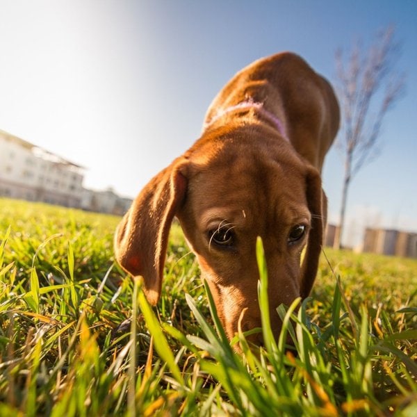 How Far Can Dogs Smell? Behold The Power Of A Dog's Nose The Goody Pet
