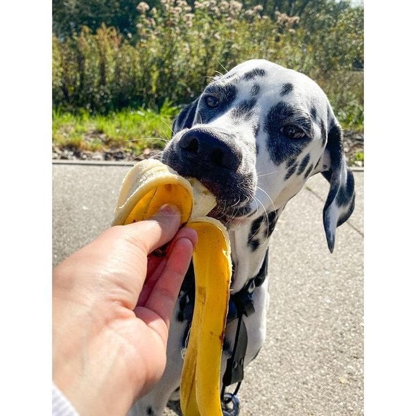 do banana peels make dogs sick