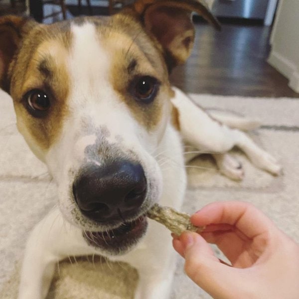 Can Dogs Eat Fish Skin? Check Out These Varieties Your Dog May Like