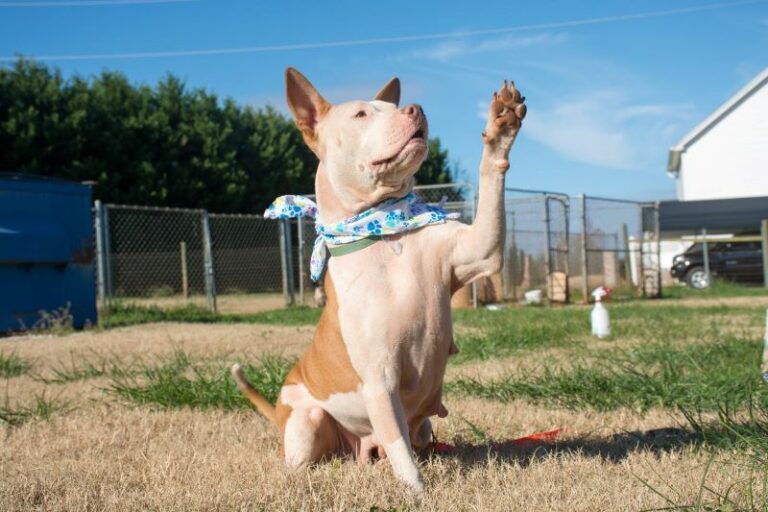 Why Do Dogs' Paws Smell Like Fritos? Here's How To Stop It The Goody Pet