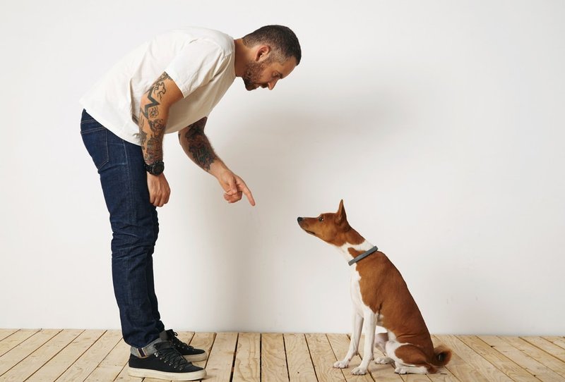 How Do I Teach My Dog To Be Quiet? Here's How It Does It On Command