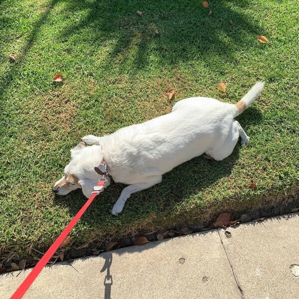 Help! My Dog Stops Walking & Won't Move The Goody Pet