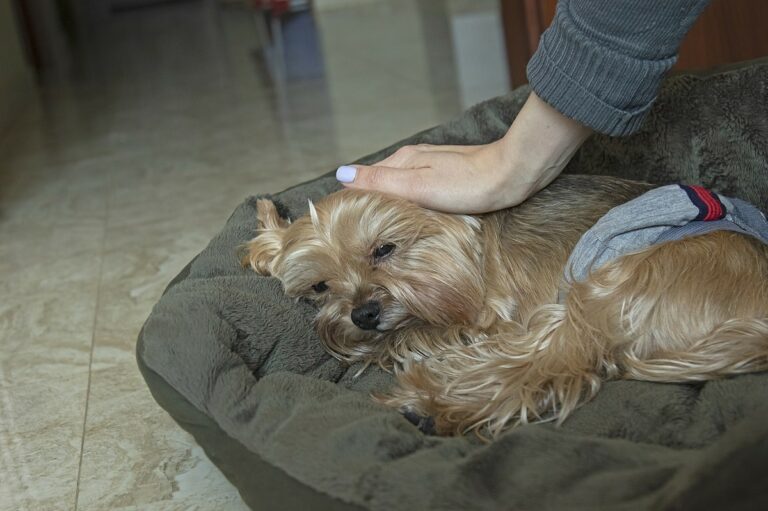 How Do I Care For A Newborn Puppy Yorkie? (Dos & Don'ts) The Goody Pet