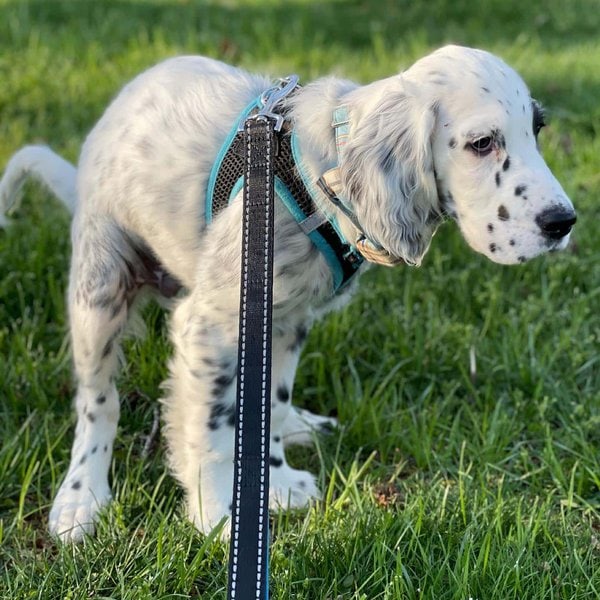 Help! My Dog Is Not Pooping What Can I Do? The Goody Pet